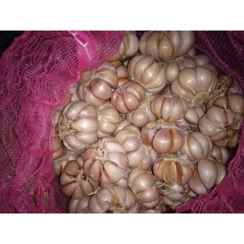 

bawang putih 1 kg