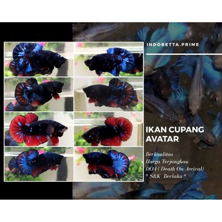 ikan cupang hias avatar top grade plakat male / betina