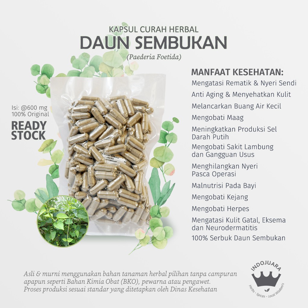 

DAUN SEMBUKAN 200 Kapsul Curah Herbal Gatal Eksema Rematik Diuretik Kejang Anti Aging Gangguan Usus