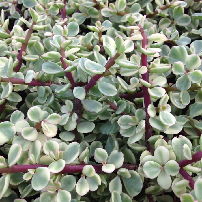 Portulacaria afra tanaman hias Elephant Bush Elephant Food Dwarf Jade