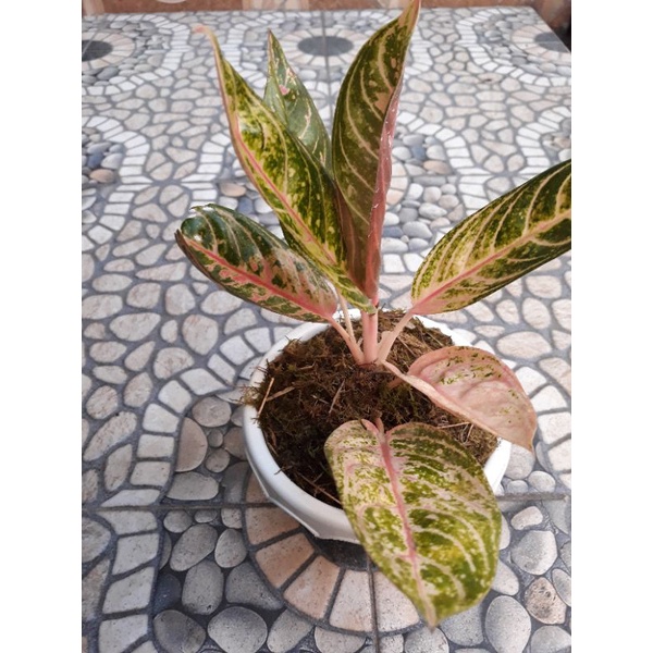 Aglonema Madam Suroyo