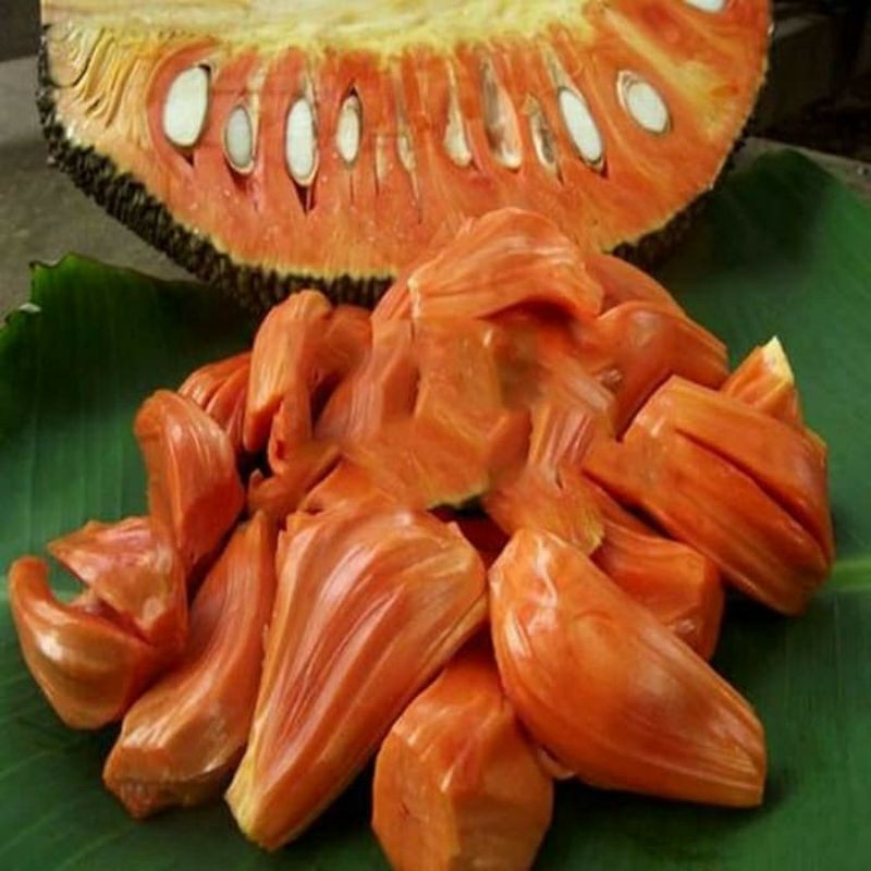 Bibit nangka merah super manis