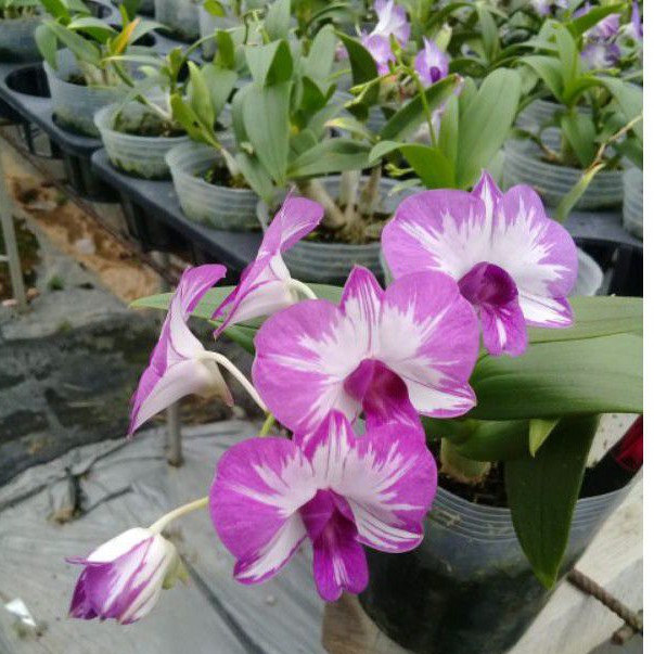 ANGGREK DENDRO ENOBI MICKEY MOUSE