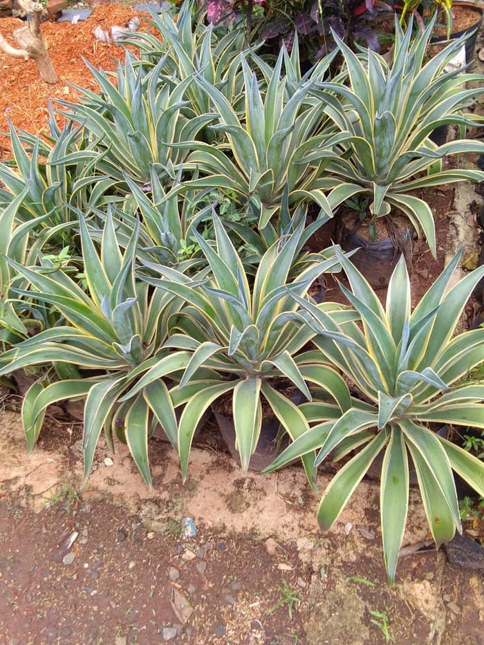 Tanaman siklok agape / pohon agape jumbo