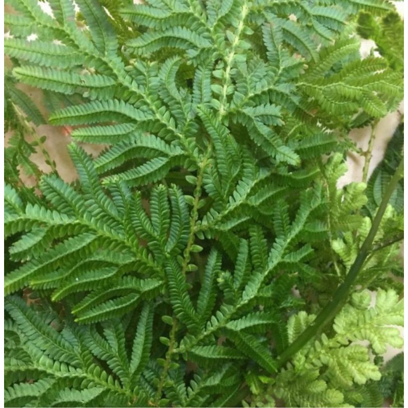 

daun cakar ayam 500gr