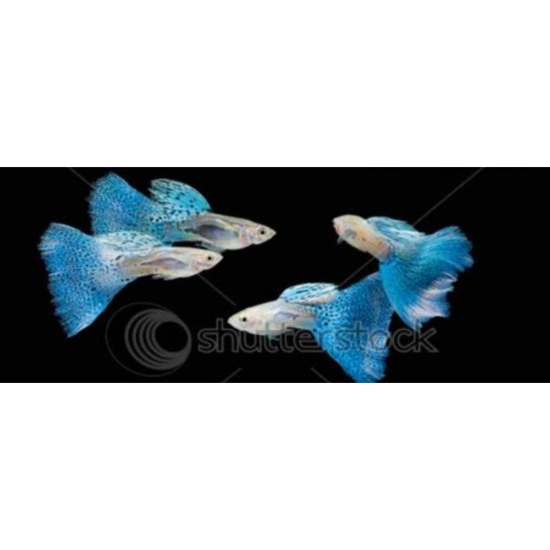 Guppy blue grass sepasang
