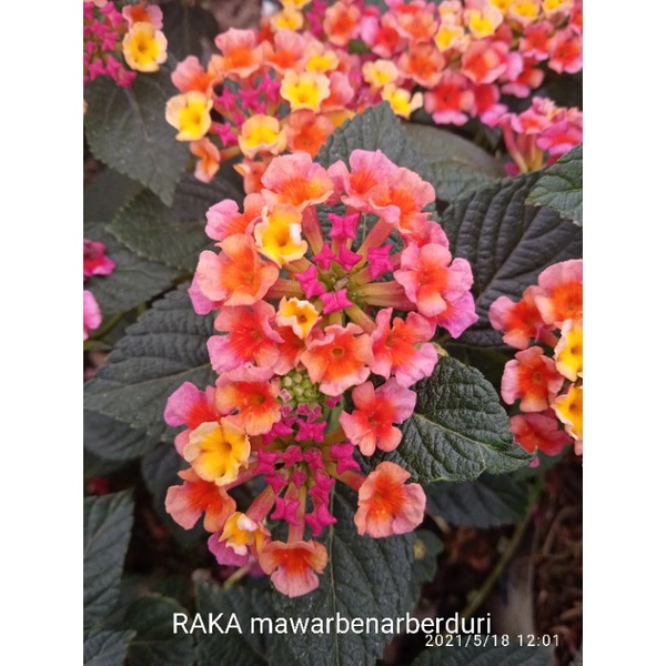 LANTANA MERAH bahan bonsai
