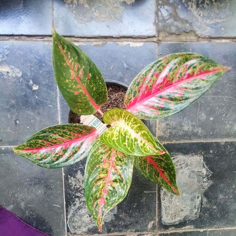 Aglonema HotLady