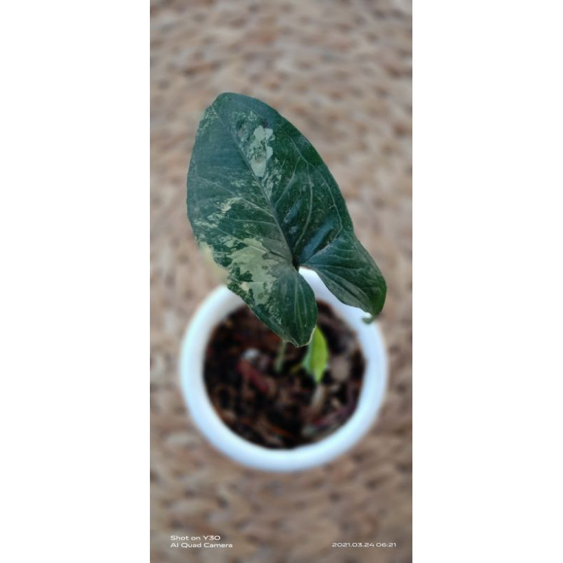 Syngonium Aurea / Varigata kuning