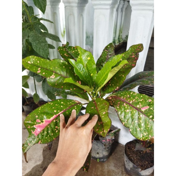 tanaman hias bunga puring koleksi langka berkualitas tinggi bunga puring koleksi puring crocodile