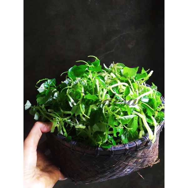 

Daun Sirih Cina Ketumpang Air Segar 100gram