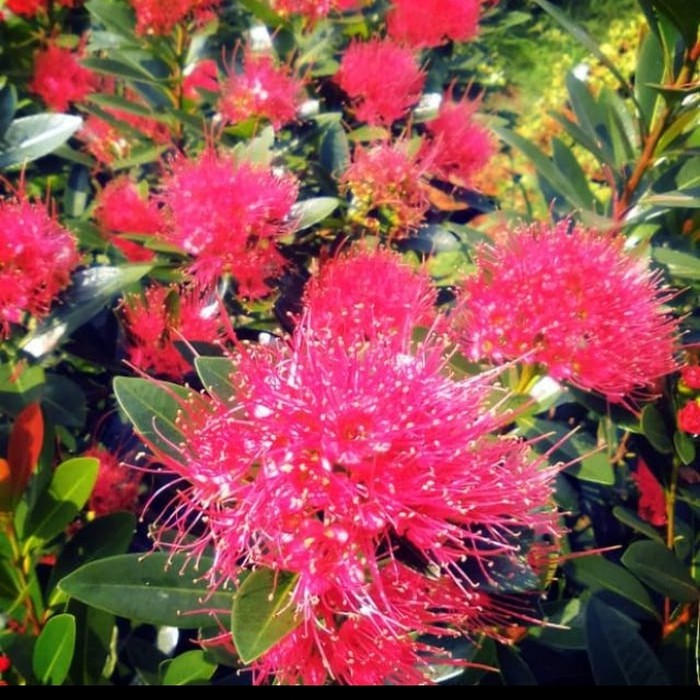 Tanaman Hias Santos Lemon Bunga Merah / Bibit Santos Lemon / pohon santos lemon / santos semon