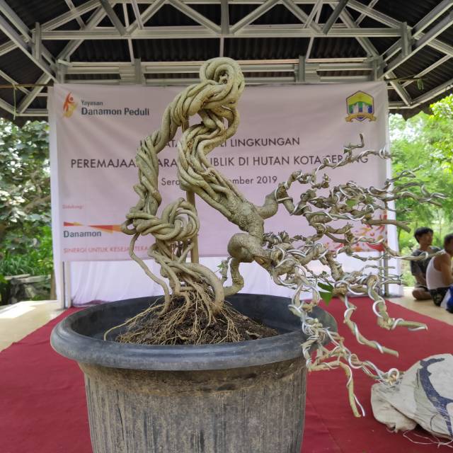 Bonsai Kembang Sepatu Mikro Shopee Indonesia