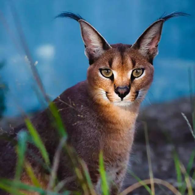 hadisusilo_ghaisanjemi