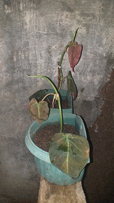 Tanaman Hias Micans / Pilo Mican