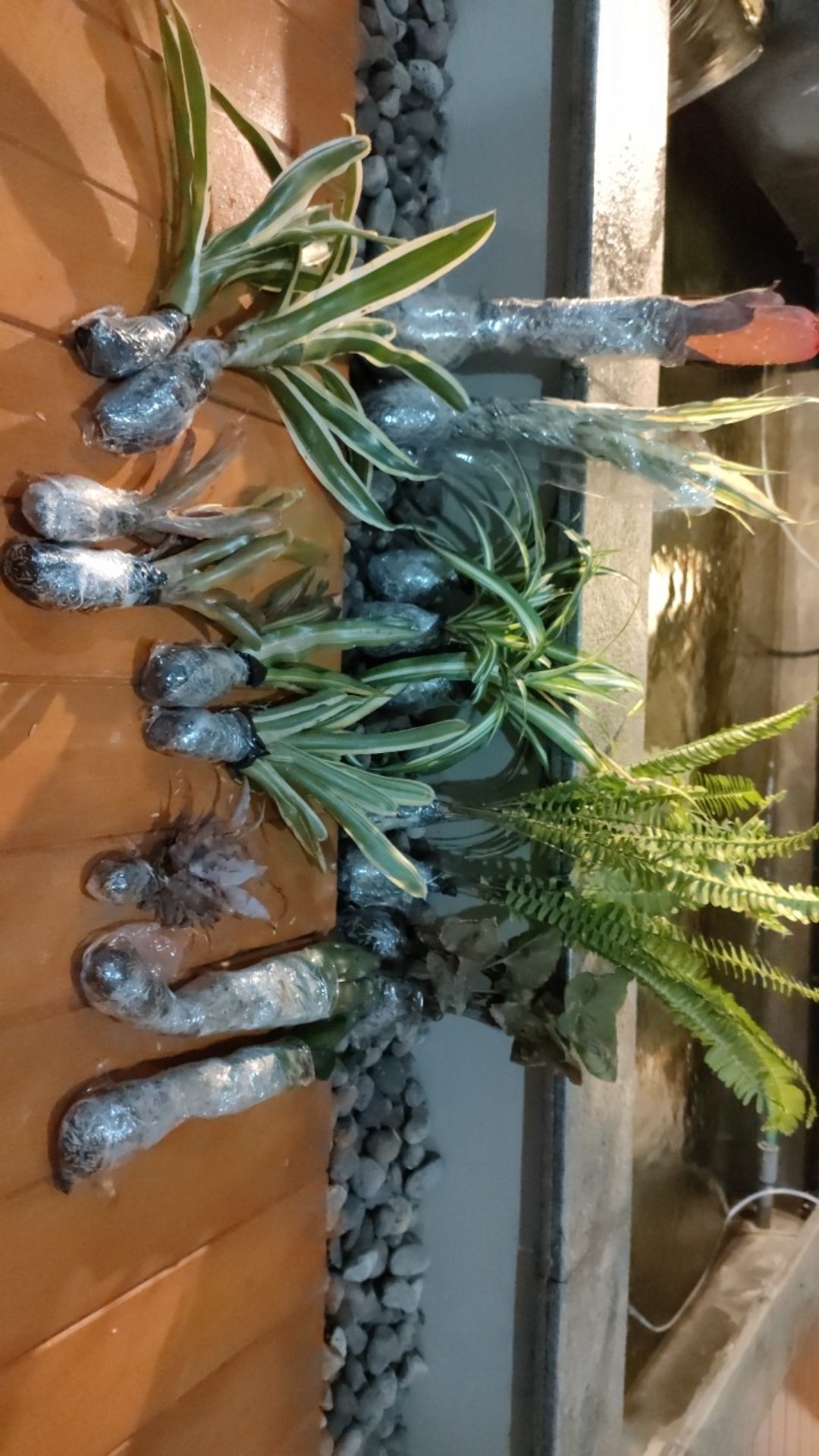 Tanaman Hias Bromeliad Cryptantus Tricolor