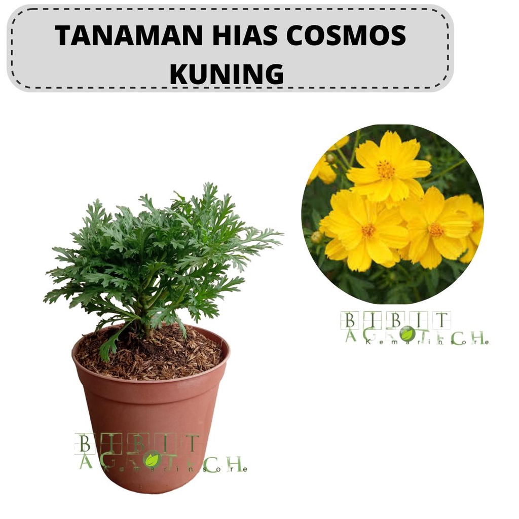 Bibit Tanaman Hias Bunga Cosmos Kuning/Bunga Daisy