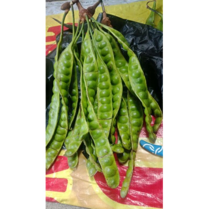 

pette 1 ikat 10 lonjor