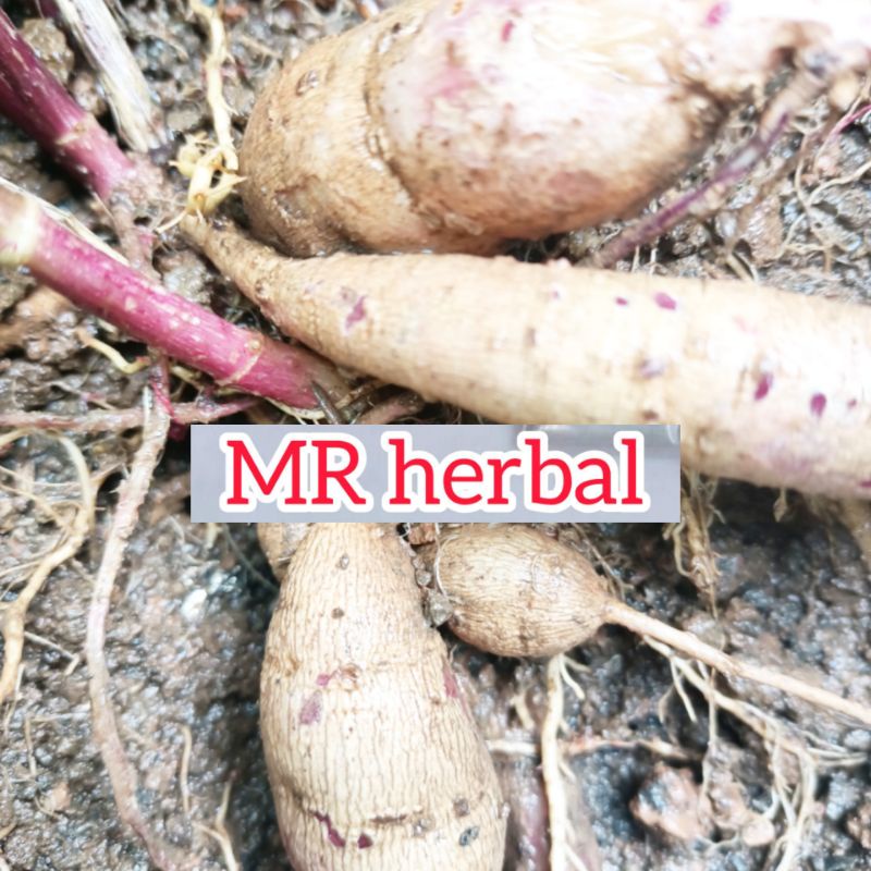 

Jual umbi bunga dahlia per 150 gram