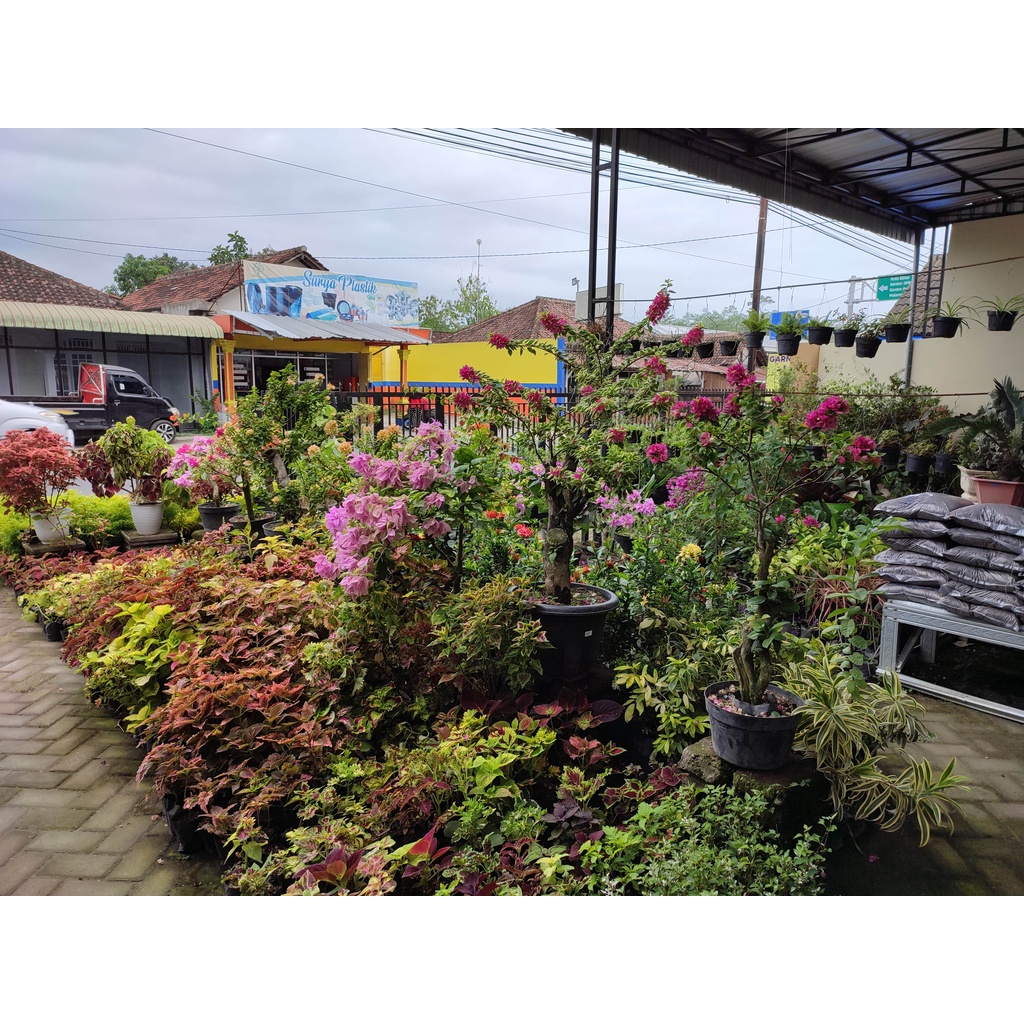 Bibit Tanaman Hias Palem Merah Palem hidup Asli Palem merah botol murah