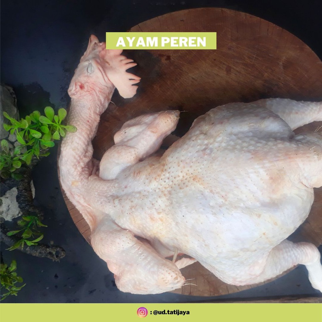 

FRESH!!! ayam peren / ayam petelur tua 5kg + ati ampela (timbangan hidup)