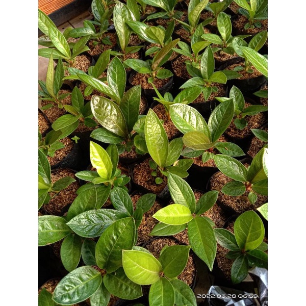 Anthurium Jemani Silangan Tornado x Jaguar