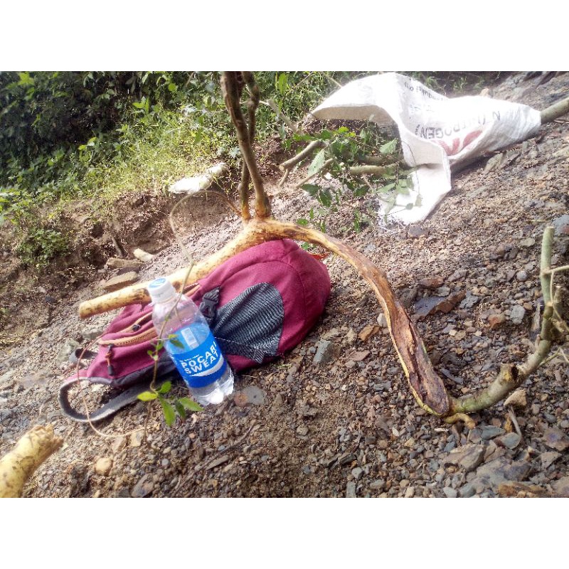 Bahan Bonsai Serut Berkarakter