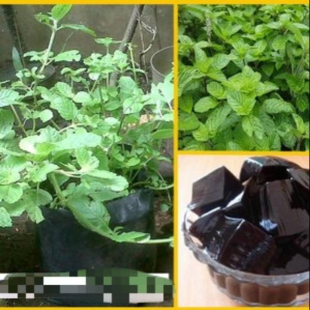 Tanaman cincau hitam / janggelan
