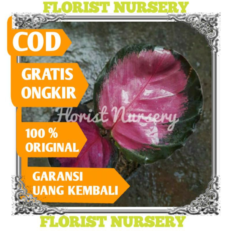[TANAMAN HIAS CALATHEA CRIMSON BIBIT 2 DAUN IMPORT FREE PACK BAYAR DITEMPAT