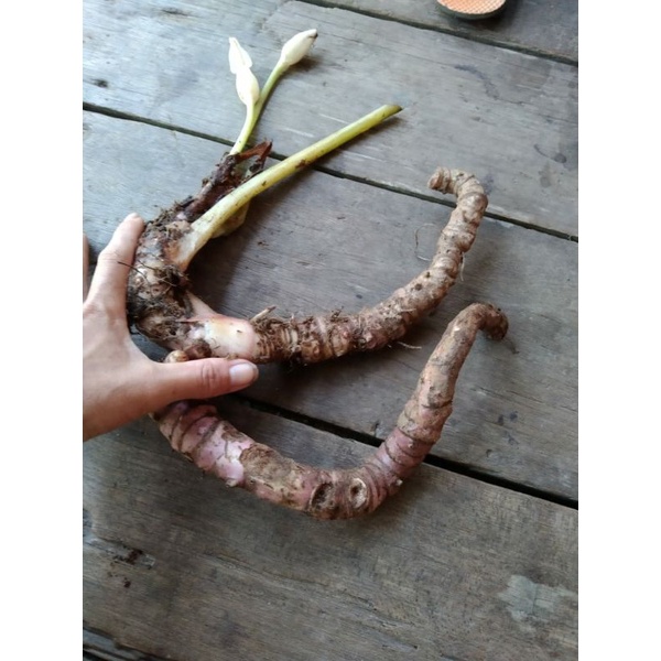 bonggol 1 kg.. puncak borneo sis(180rb)