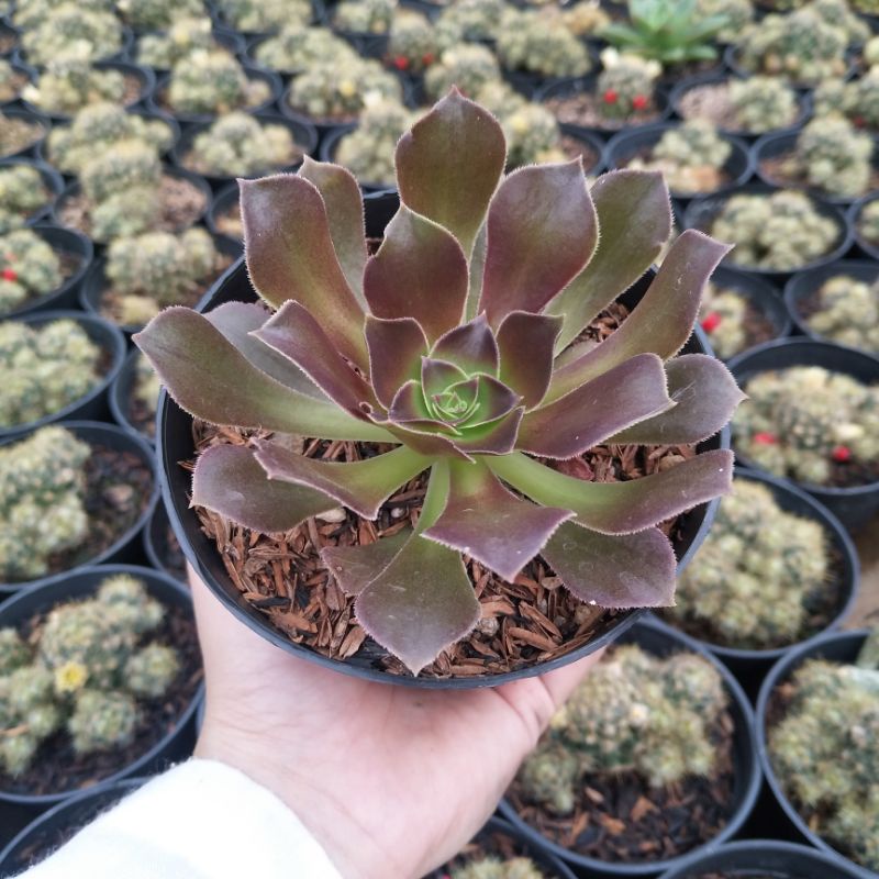 Aeonium Arboreum | DP 10cm | Sukulen