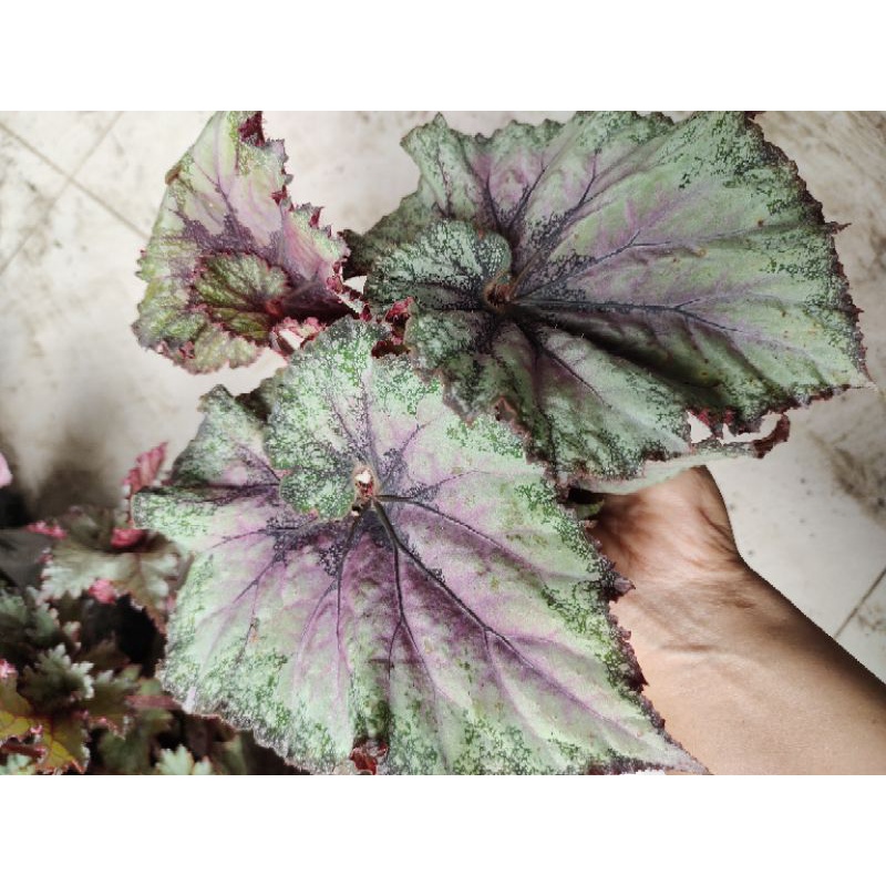Begonia Keong Violet