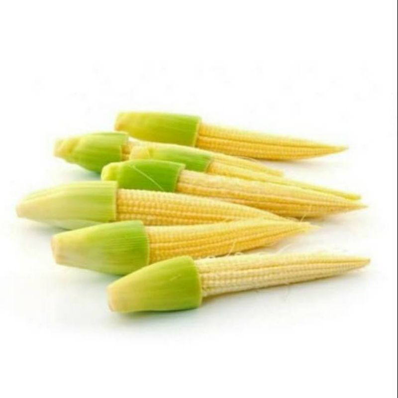 

Jagung Muda 250 gr / Putren / Janten