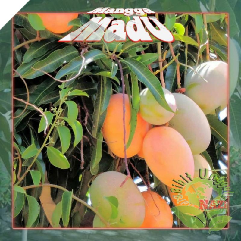 Bibit MANGGA Madu super unggul bisa tanam di pot TABULAMPOT