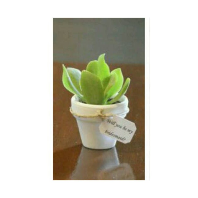TANAMAN KAKTUS SUKULEN POT TANAH LIAT GERABAH SOVENIR MINI SOUVENIR PERNIKAHAN DEKORASI MEJA RUANGAN