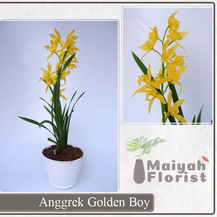 Anggrek Golden Boy - Cymbidium -  Tanaman Hias