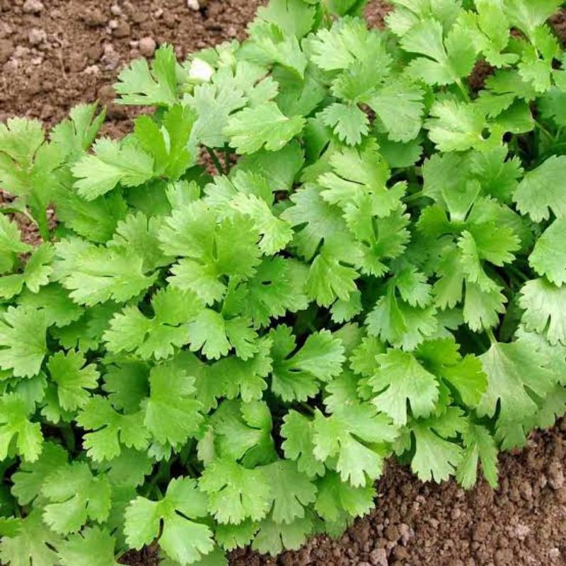 Benih Biji Daun Herbal Daun Ketumbar Coriander Cilantro