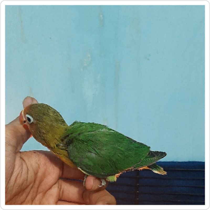 Burung Lovebird Josan pecah milet