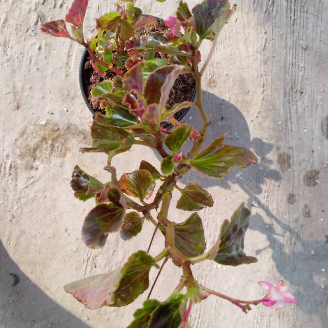 

Begonia gantung coklat bunga merah