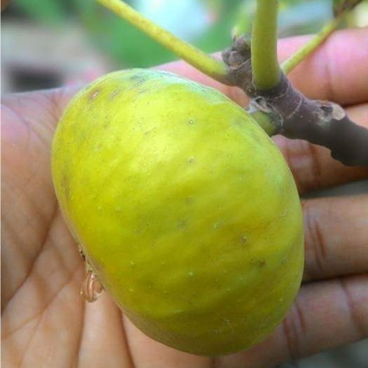 Bibit Tanaman Buah Tin Ara Jenis LSU Gold (Cangkok)