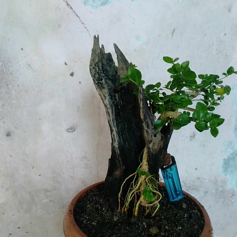 bahan bonsai sancang tanuki realpic