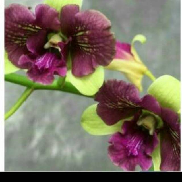 Anggrek Dendrobium Nopporn Green 3 Lips