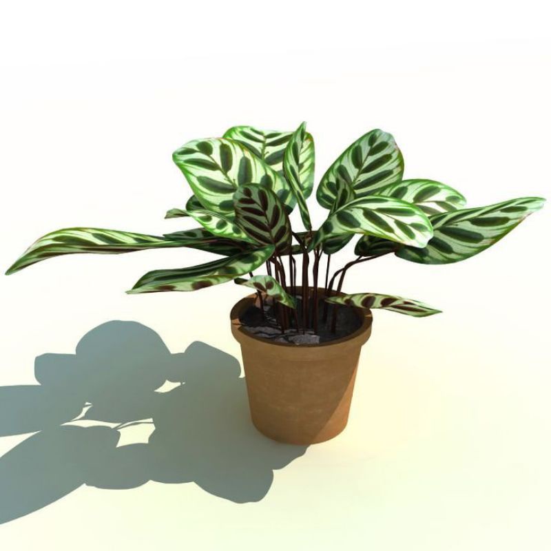 Tanaman hias hidup calathea sepat - tanaman hias - bunga hidup - calathea bunga - calathea tanaman -