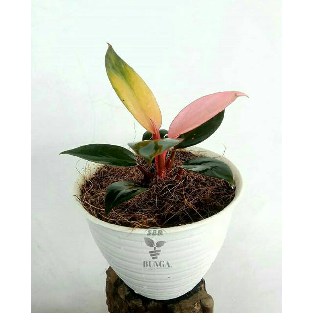 Philo red congo
