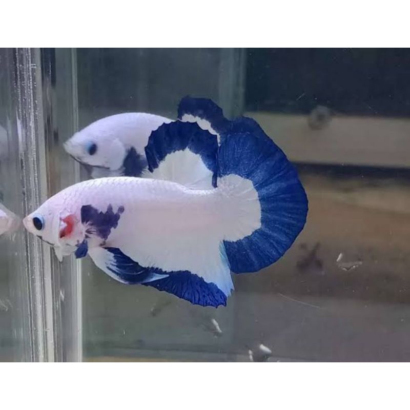 IKAN CUPANG HIAS BLUE RIM LINE TOP GRED