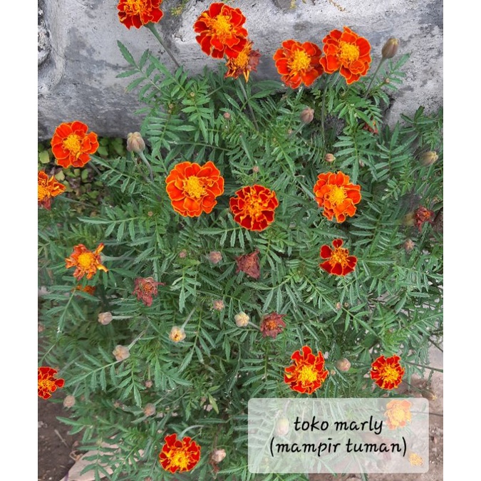 bibit bunga marigold / bunga tai ayam (65 pcs berupa biji)