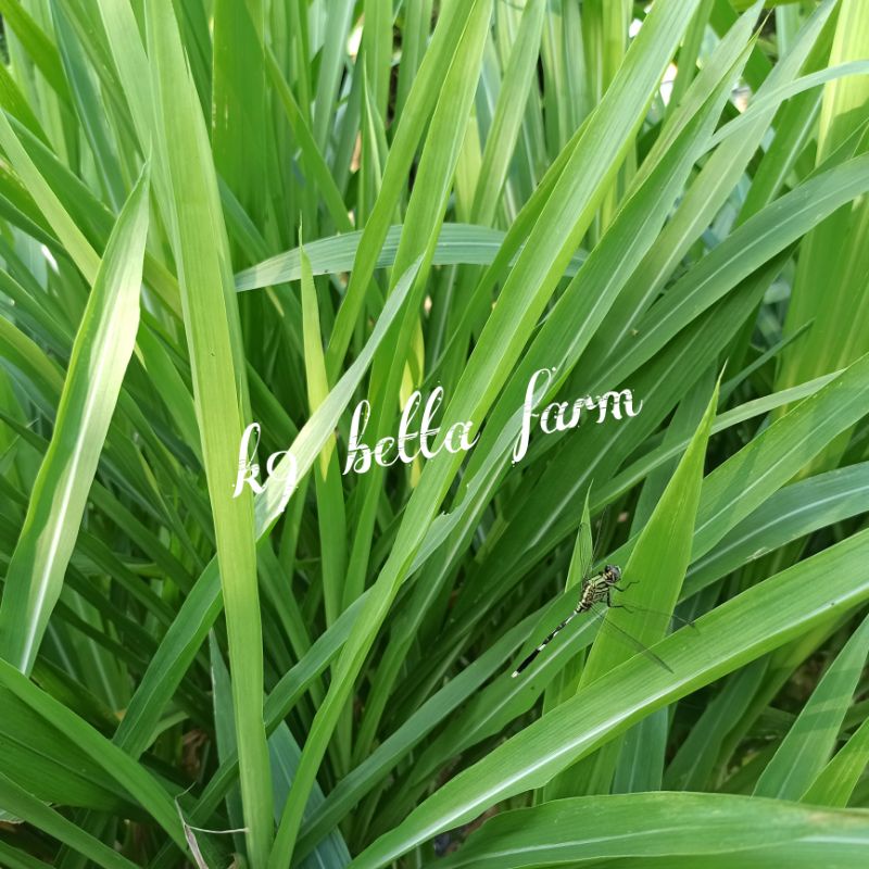 RUMPUT ODOT - DAUN ODOT TANPA BATANG - BERSIH - SEGAR - BERAT 200Gr