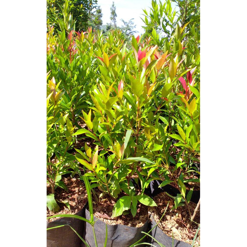 

Pucuk merah | syzygium oleana