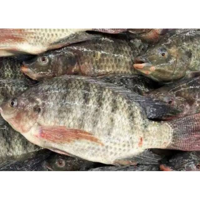 

Ikan nila 1 kg