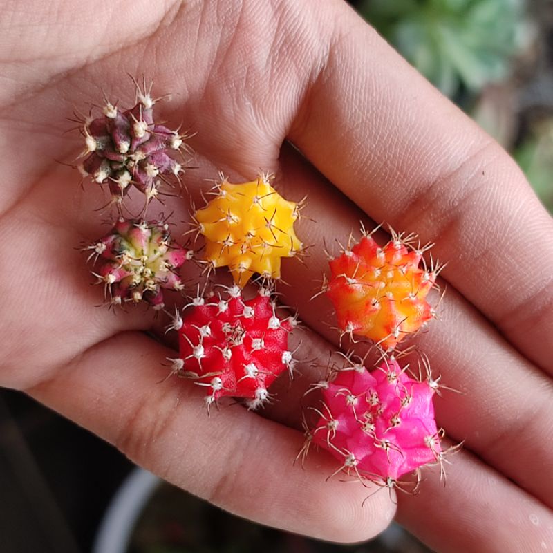Potelan kaktus premium murah